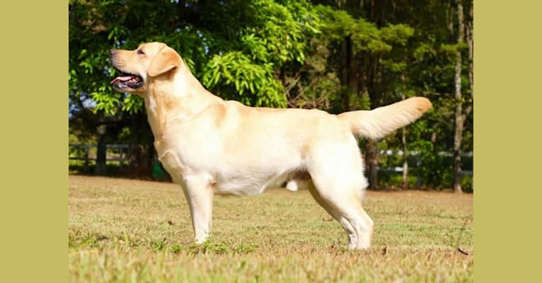 Napoleao, a Labrador Retriever tested with EmbarkVet.com