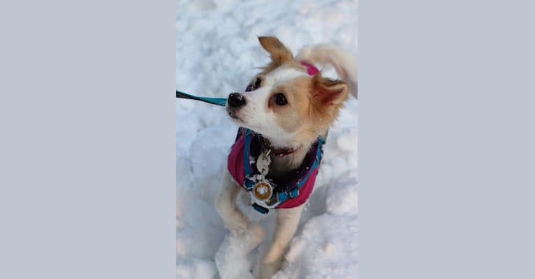 Lizzy (Eliza/Elizabeth), an Eastern European Village Dog and Pekingese mix tested with EmbarkVet.com