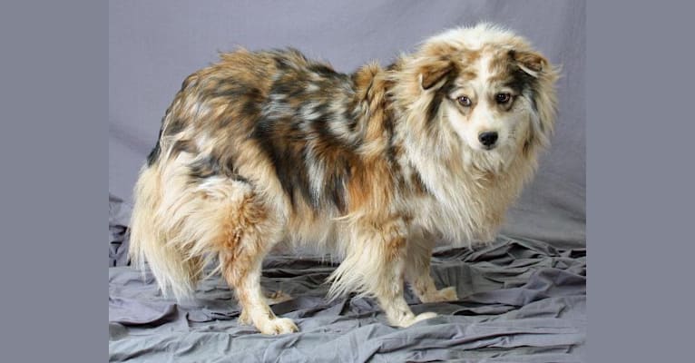 Lois, an American Eskimo Dog and Australian Shepherd mix tested with EmbarkVet.com