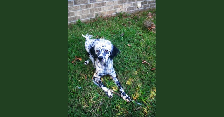 Photo of Speckles, a Llewellin Setter 