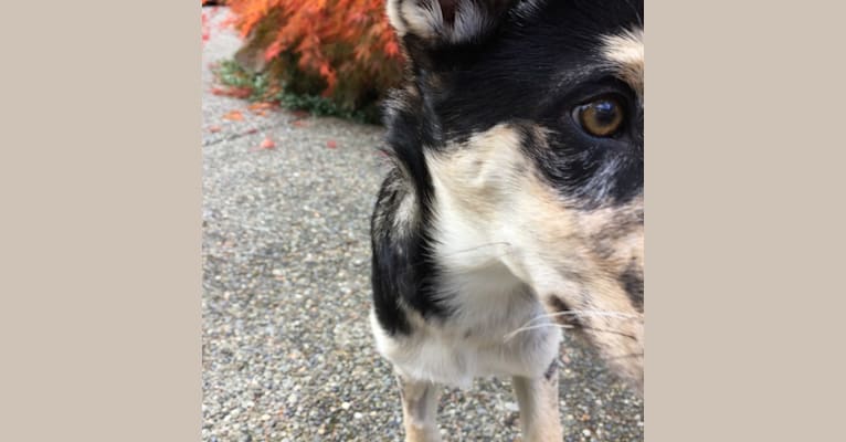 KAYDA, a Border Collie and Alaskan Malamute mix tested with EmbarkVet.com