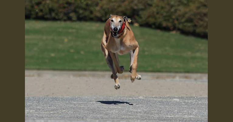 Photo of Blaze, a Greyhound  in Ocala, Florida, USA