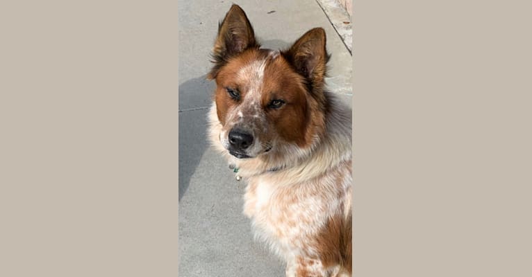 Photo of Ozzie, an Australian Cattle Dog and Border Collie mix in California, USA