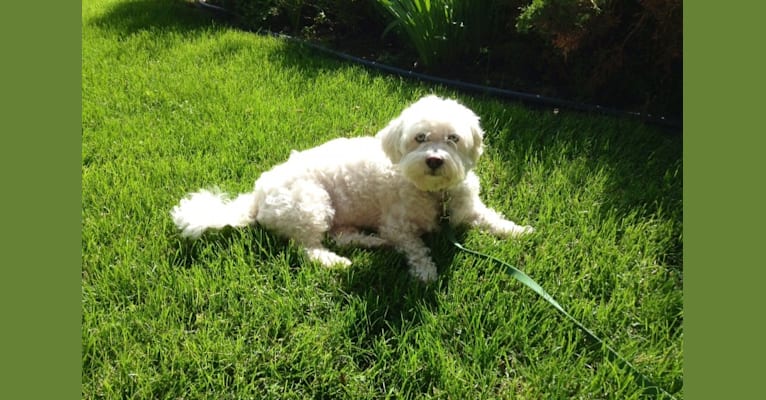 Photo of Simon Mose Bright, a Lhasa Apso and Bichon Frise mix in Madison, Wisconsin, USA