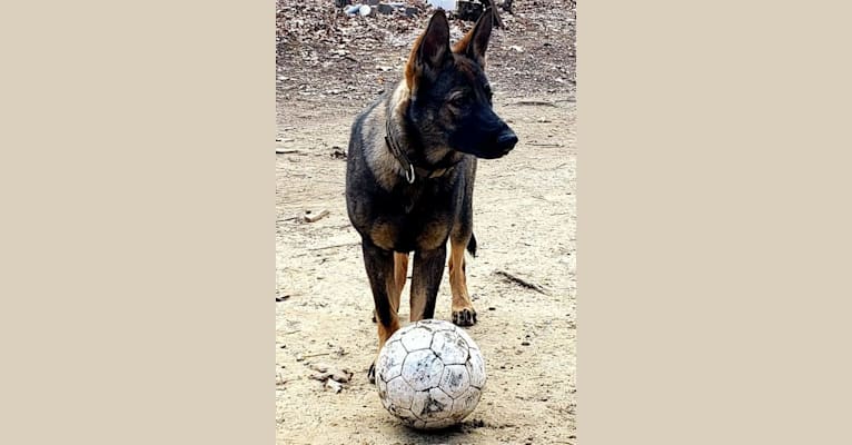 Bailey Von Bucht-Nebenfluss, a German Shepherd Dog tested with EmbarkVet.com