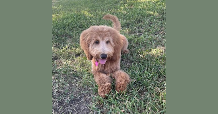 Ruby, a Goldendoodle tested with EmbarkVet.com