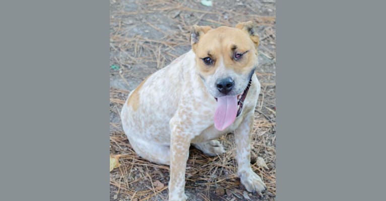 Saylor, a Staffordshire Terrier and Bulldog mix tested with EmbarkVet.com