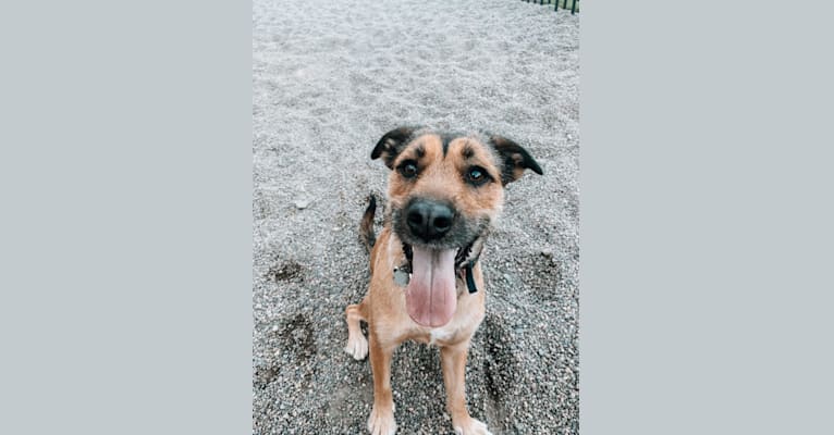 Teddy, an American Pit Bull Terrier and Labrador Retriever mix tested with EmbarkVet.com