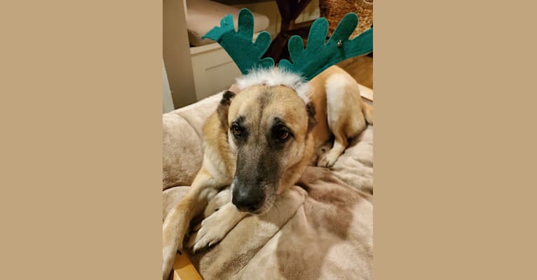 Embark Dog Dna Test Breed