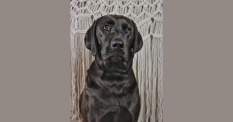 Hazel, a Labrador Retriever and Redbone Coonhound mix tested with EmbarkVet.com