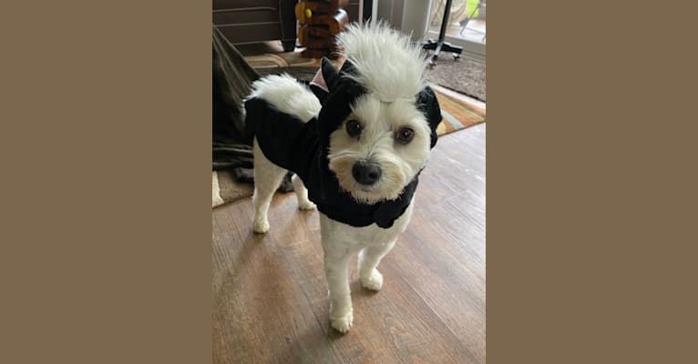 Louis Jay, a Pomeranian and Yorkshire Terrier mix tested with EmbarkVet.com