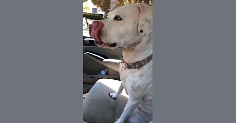 Sarabi, an American Pit Bull Terrier tested with EmbarkVet.com