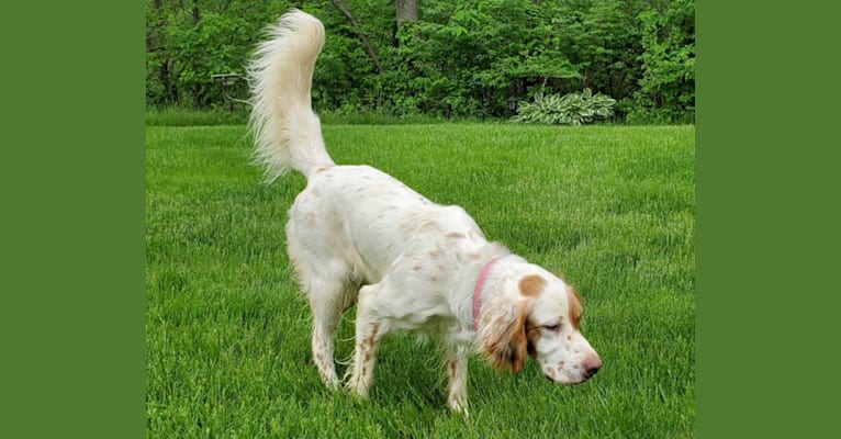 Savvy, a Llewellin Setter tested with EmbarkVet.com