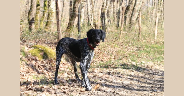 Oscar, a German Shorthaired Pointer and German Wirehaired Pointer mix tested with EmbarkVet.com