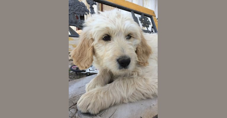 Maggie, a Poodle (Standard) and Labrador Retriever mix tested with EmbarkVet.com