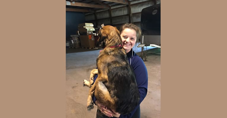Mila, an American Pit Bull Terrier and Labrador Retriever mix tested with EmbarkVet.com