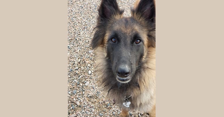 Laila, a Belgian Shepherd tested with EmbarkVet.com