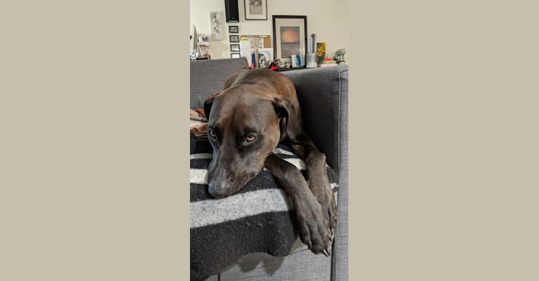Photo of Zion, an American Pit Bull Terrier, Doberman Pinscher, and American Staffordshire Terrier mix in Snyder, Texas, USA