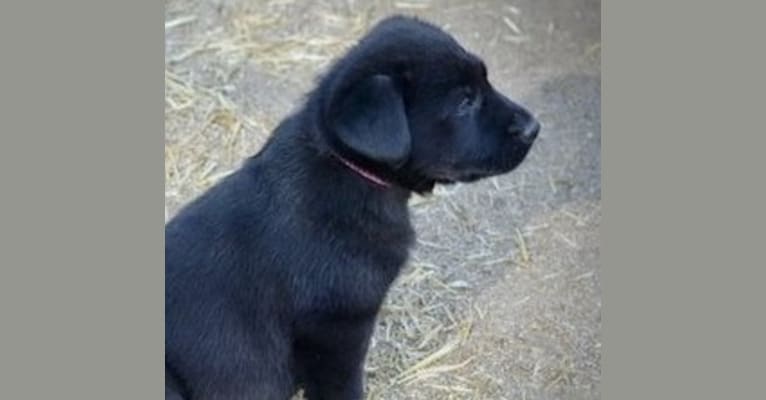 Galena, a German Shepherd Dog and Labrador Retriever mix tested with EmbarkVet.com