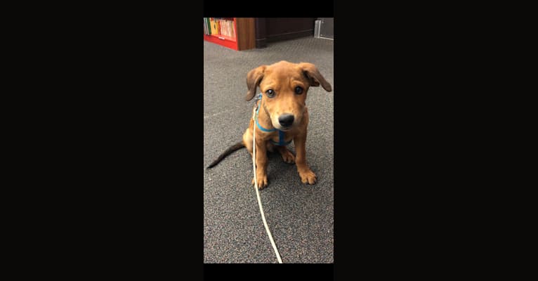 Maui, an American Pit Bull Terrier and Rottweiler mix tested with EmbarkVet.com