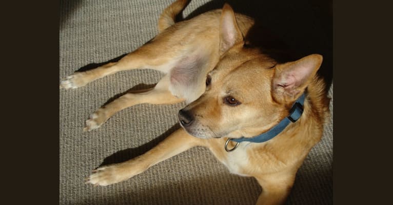 Kirby, a Pomeranian and American Pit Bull Terrier mix tested with EmbarkVet.com