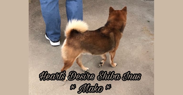 Mako, a Shiba Inu tested with EmbarkVet.com