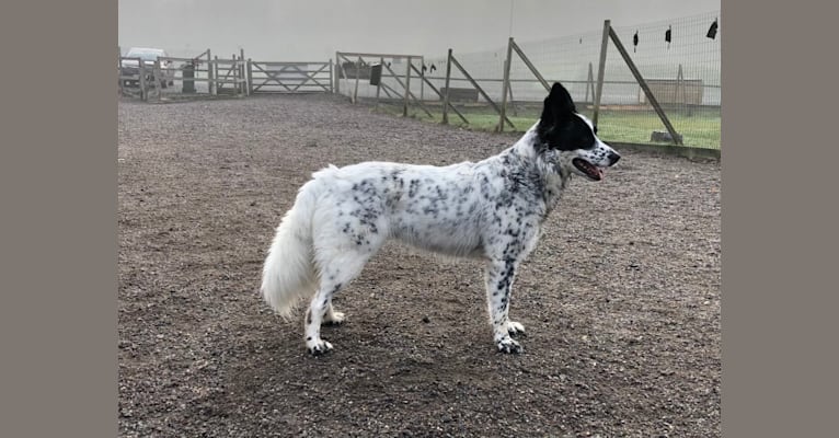 Teela, a Central Asian Village Dog tested with EmbarkVet.com