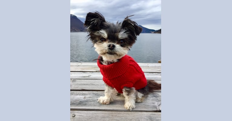 Photo of Half’n’Half Means Double Trouble “Morris”, a Chihuahua and Maltese mix in Norge