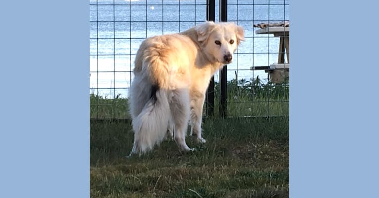 Luna, a German Shepherd Dog and Alaskan Malamute mix tested with EmbarkVet.com