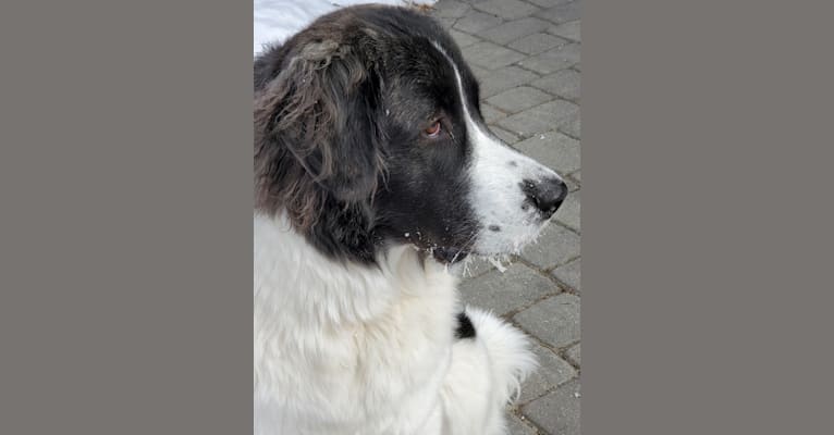 Isabel, a Pyrenean Mastiff tested with EmbarkVet.com