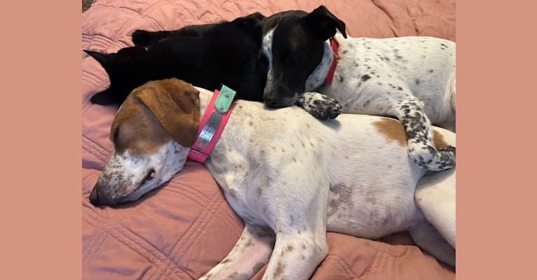 Texie, a Pointer and Llewellin Setter mix tested with EmbarkVet.com