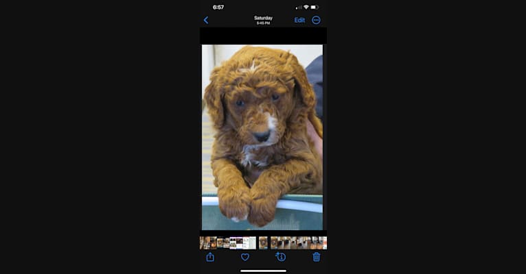 Figgy, a Goldendoodle tested with EmbarkVet.com