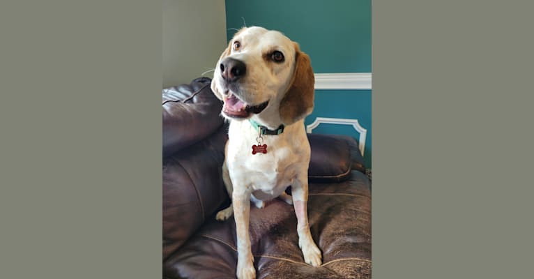 Cooper, an American English Coonhound tested with EmbarkVet.com