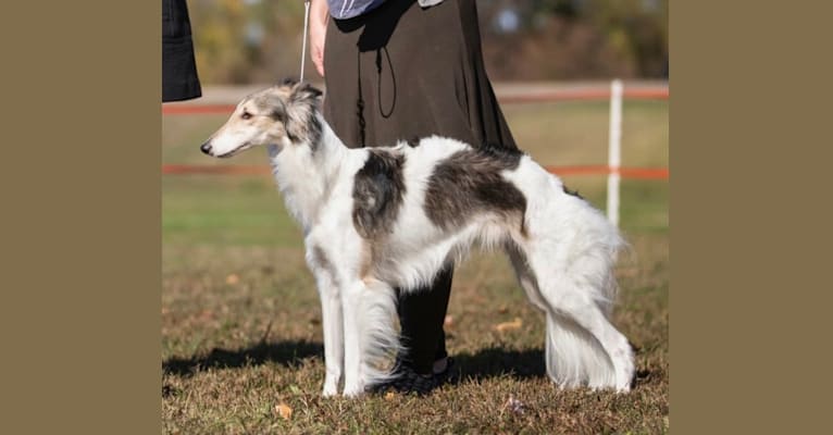Oswin, a Silken Windhound tested with EmbarkVet.com