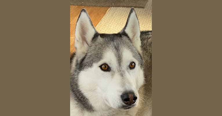Buck, a Siberian Husky and German Shepherd Dog mix tested with EmbarkVet.com