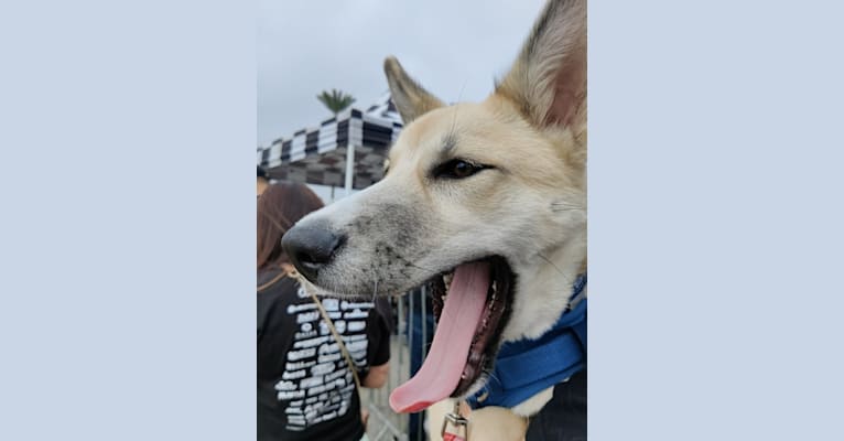 Zima, a Siberian Husky and German Shepherd Dog mix tested with EmbarkVet.com
