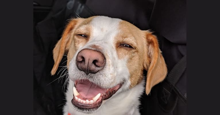 Leo, a Beagle and Labrador Retriever mix tested with EmbarkVet.com