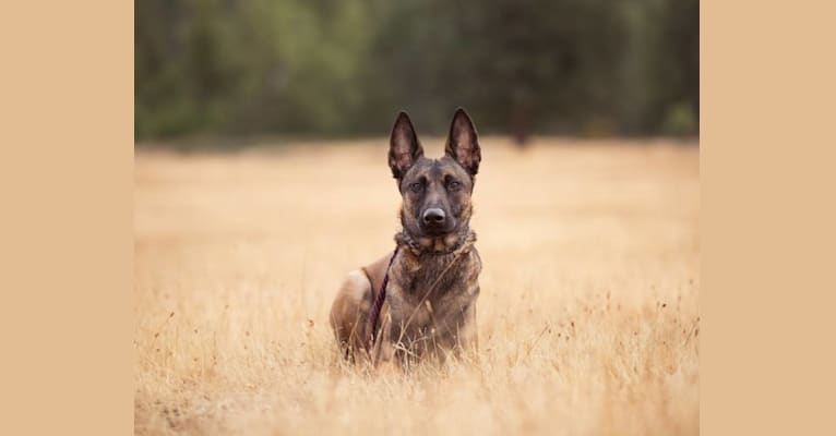 Neci, a Belgian Shepherd tested with EmbarkVet.com