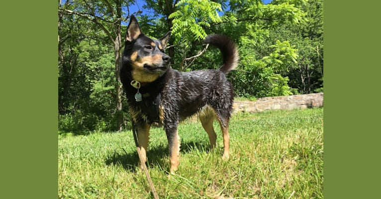 Billy, a Siberian Husky and Labrador Retriever mix tested with EmbarkVet.com