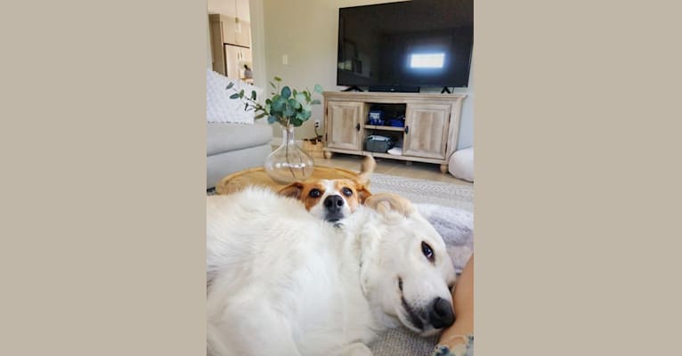 Finley, a Great Pyrenees and Border Collie mix tested with EmbarkVet.com