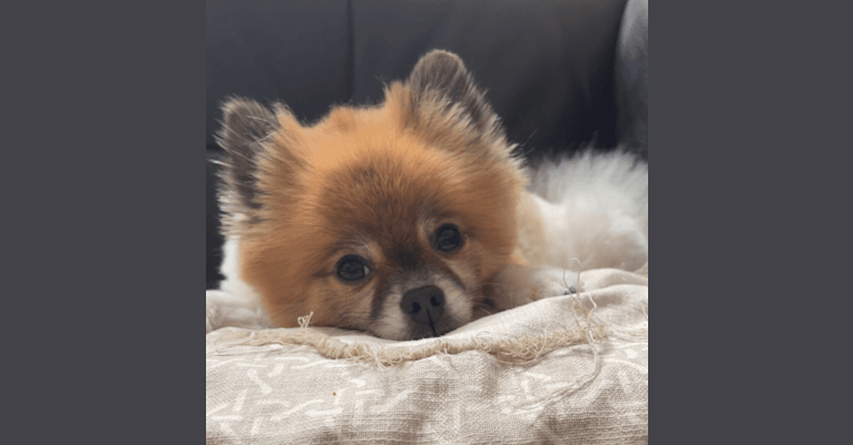 Photo of Chips, a Pomeranian  in Florida, USA
