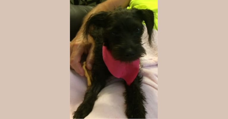 Koko, a Poodle (Small) and Rat Terrier mix tested with EmbarkVet.com