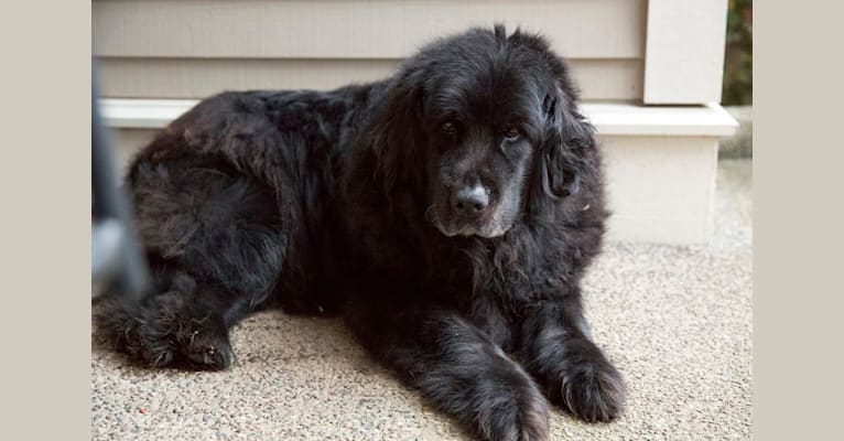 Ellie, a Golden Retriever and Tibetan Mastiff mix tested with EmbarkVet.com