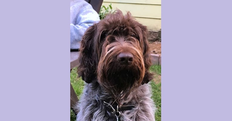 Photo of Purdey, a Wirehaired Pointing Griffon  in Greer, SC, USA