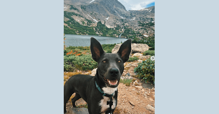 Zia, a Border Collie and American Bully mix tested with EmbarkVet.com