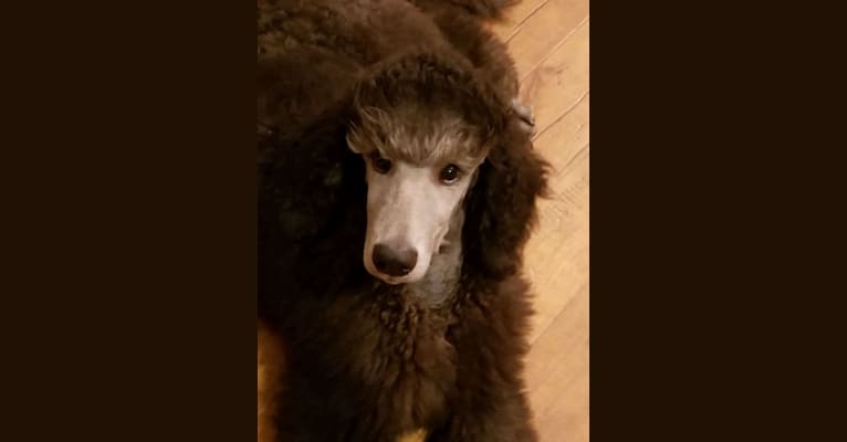 Photo of Finn, a Poodle (Standard)  in Ballinasloe, County Galway, Ireland