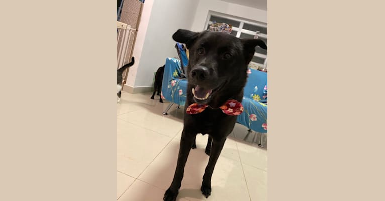 Leung Fun, a Hong Kong Village Dog tested with EmbarkVet.com