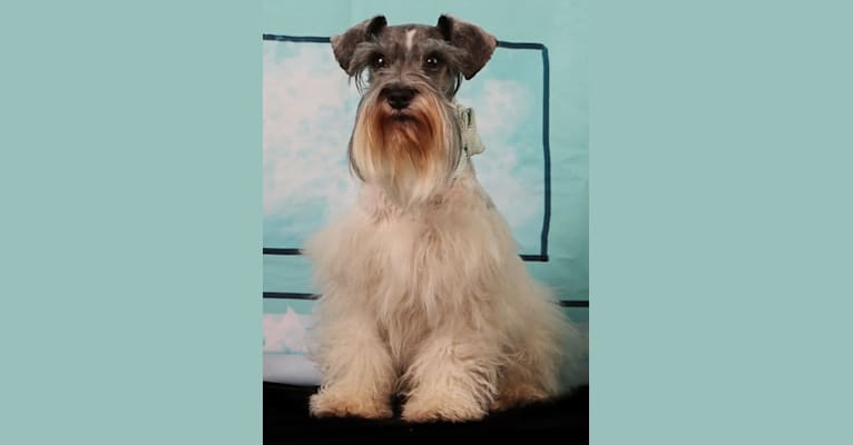Miniature Schnauzers: Dog breed info, photos, common names, and more —  Embarkvet
