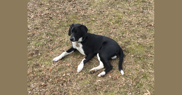 Ben, a Treeing Walker Coonhound and Border Collie mix tested with EmbarkVet.com