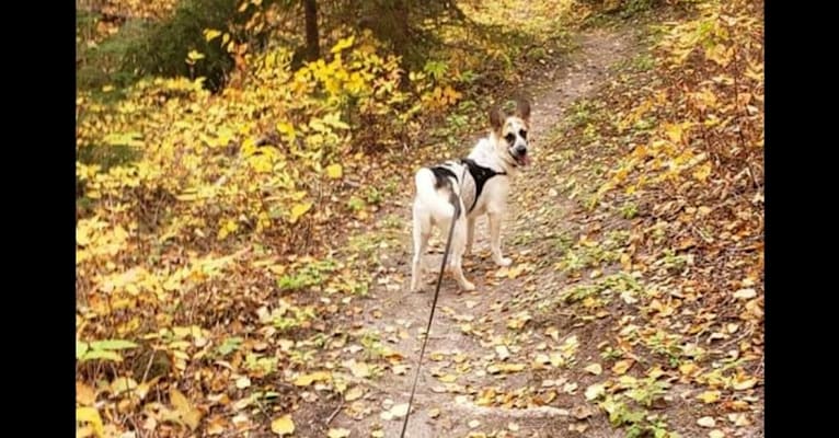 Hemi, a Siberian Husky and German Shepherd Dog mix tested with EmbarkVet.com